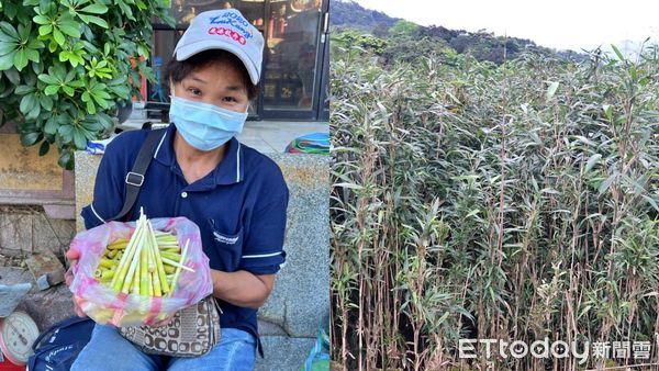 ▲陽明山箭竹筍採筍證申請即日開跑　開放跨區各公所申辦。（圖／新北市農業局提供）