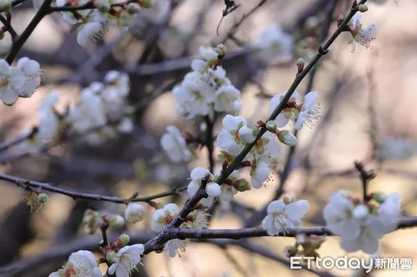 ▲高雄六龜寶來的梅花盛開             。（圖／記者吳奕靖攝）