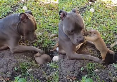 土撥鼠專心挖洞卻被狗狗「狂騷擾屁股」　中斷4次讓牠狂抓了