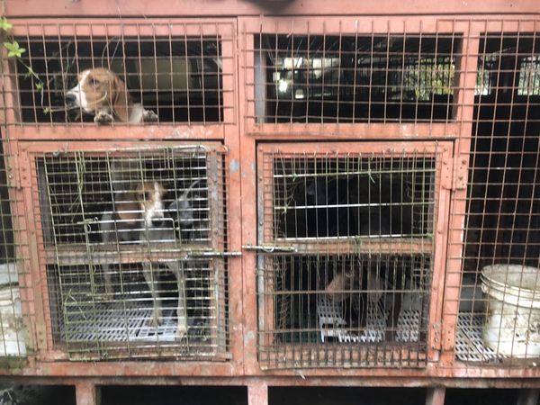 ▲▼22隻狗挨餓擠爆籠子，其中還混入1隻台灣獼猴。（圖／新北動保處提供）