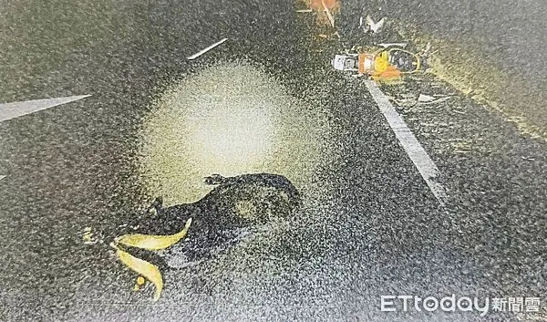 ▲桃園市古姓男子去年9月間在超商飲用2罐啤酒後騎車上路，但半途中卻撞上突然衝出的山羊翻覆，古男四肢多處骨折受傷。（圖／記者沈繼昌翻攝）