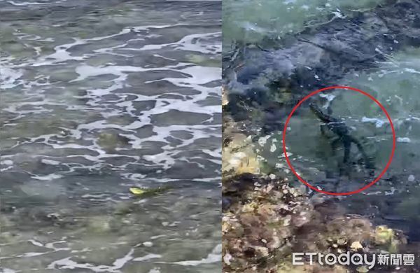 ▲綠鬣蜥「揮舞小手」泳渡小琉球　居民錄影嚇壞：以為遇見海龜。（圖／網友李姓網友提供，請勿隨意翻拍，以免侵權。）