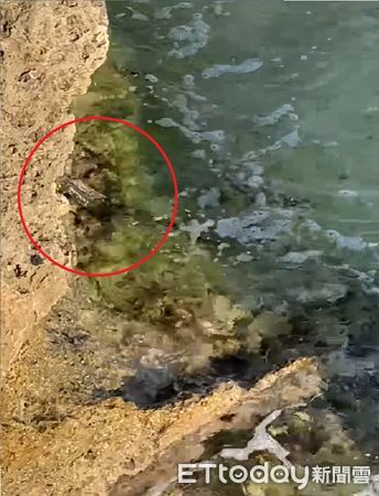 ▲綠鬣蜥「揮舞小手」泳渡小琉球　居民錄影嚇壞：以為遇見海龜。（圖／網友李姓網友提供，請勿隨意翻拍，以免侵權。）