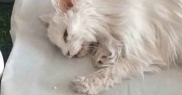 中國有一隻貓咪在主人過世後不吃不喝。（圖／翻攝自時間視頻）