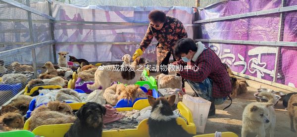 大陸239隻貓狗獲救。（圖／翻攝自@成都愛之家動物救助中心）