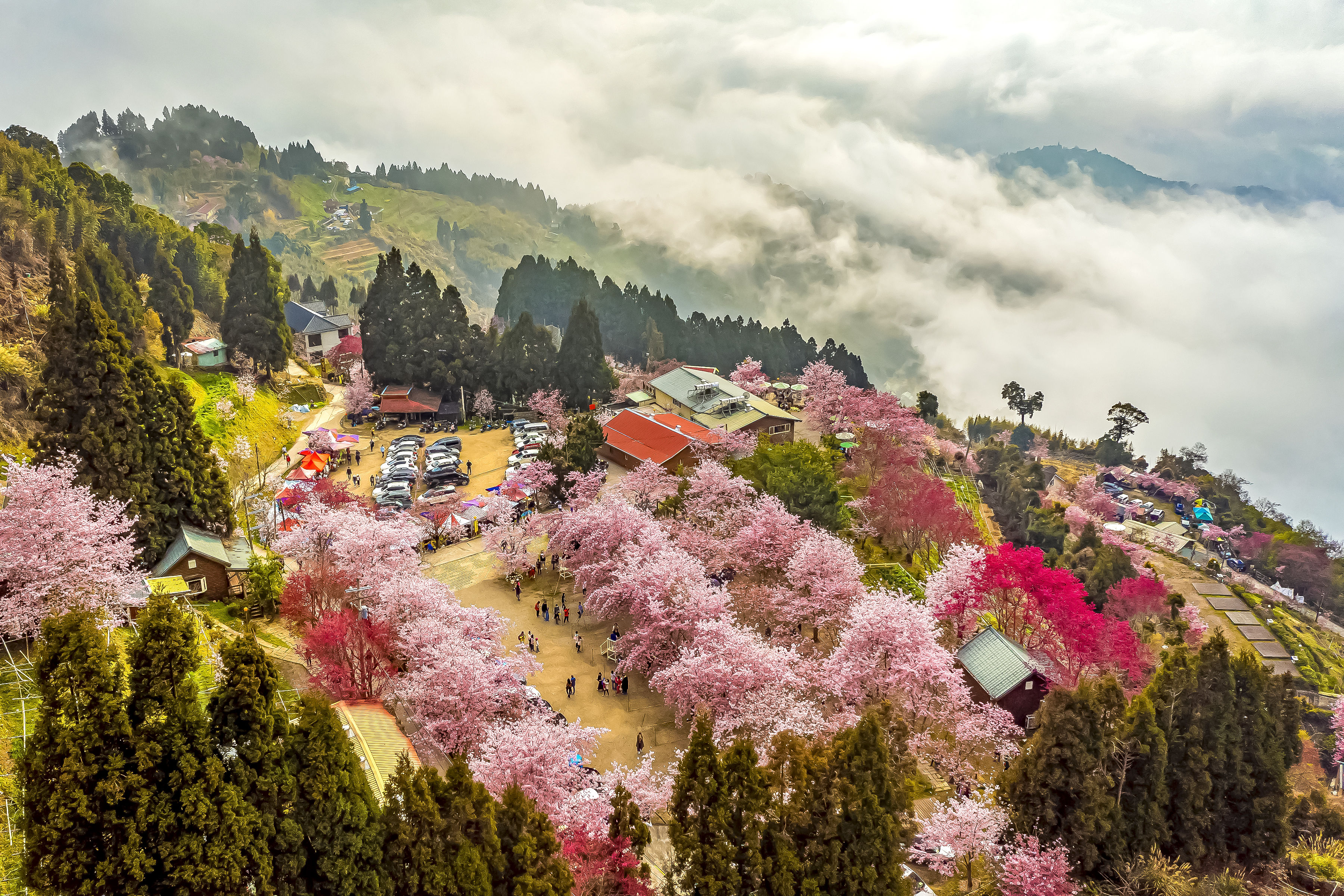 一圖秒懂 北橫櫻花季開跑 14處位置 花期 花種 一次看 Ettoday旅遊雲 Ettoday新聞雲