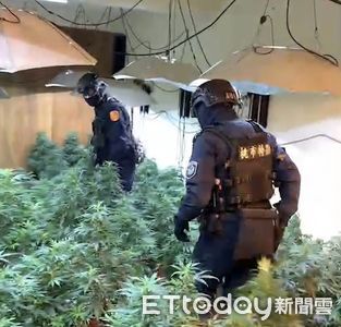 透天厝製毒一條鞭　警查獲206株大麻如入原始叢林