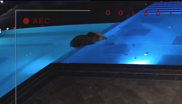 熊包場了泳池。（圖／翻攝自Facebook Лифт Сопот）