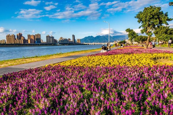 ▲延平河濱公園花海,成美左岸河濱公園花海,大溝溪生態治水園區花海。（圖／北市水利處提供）