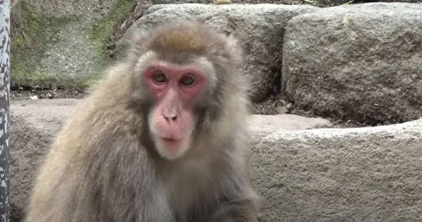 日本獼猴出現首位女猴王。（圖／翻攝自YouTube）