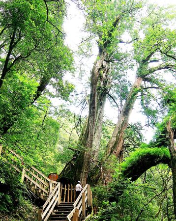 ▲桃園市復興區的拉拉山巨木群，為全台面積最大的紅檜樹林，全程3.3公里步道有24棵巨木。（圖／市府觀旅局提供）