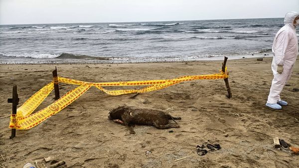 ▲▼三芝沙灘發現海漂走失犬屍體。（圖／新北市動保處提供）