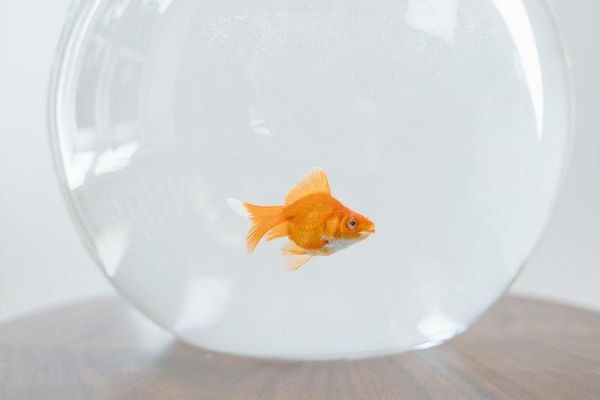 法國一間水族館決定停止販賣圓形魚缸，因為將魚養在圓形魚缸裡容易導致魚發瘋並迅速死亡。（示意圖，Pexels）