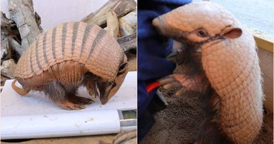 聖誕節吃太多「犰狳雙胞胎」胖成小豬　動物園下令減肥