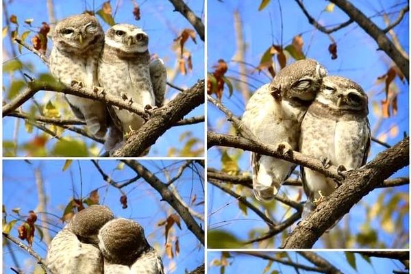 ▲▼兩隻貓頭鷹在樹上談情說愛。（圖／翻攝自推特／@IfsMadhu）