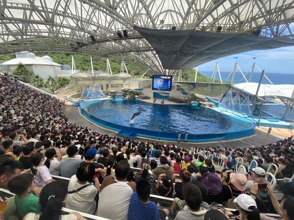 ▲▼遠雄海洋公園虎年迎新春　大型裝置藝術華麗登場。