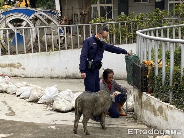 ▲一頭逃脫的小黑豬在中興新村逛大街，讓警方忙翻天。（圖／民眾提供）