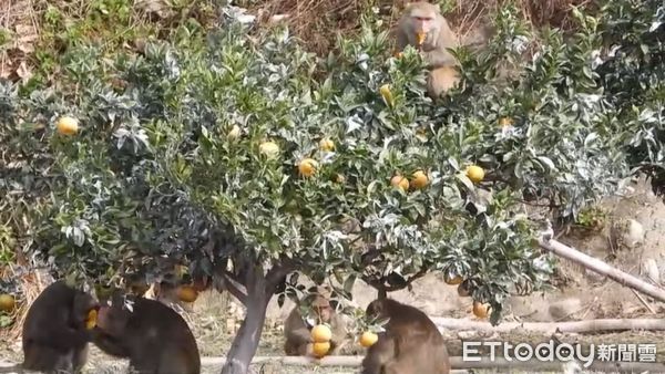 ▲這些精明的獼猴群，還會觀察柑橘是否已成熟，只要到採收季，不用幾天就將果農整年辛苦栽種的柑橘一掃而空。（圖／記者黃孟珍翻攝，下同）