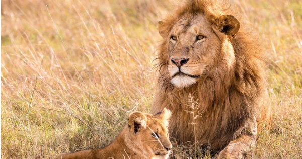 肯亞一頭公獅日前因試圖搶奪食物，被母獅群狠咬，導致一顆睪丸被切掉。（示意圖／PIXABAY）