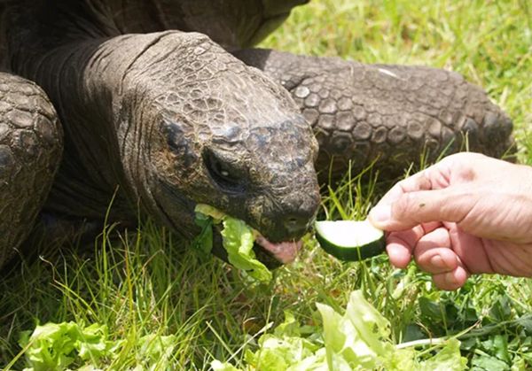 ▲▼190歲陸龜強納森成為最長壽陸生動物及陸龜。（圖／翻攝金氏世界紀錄）