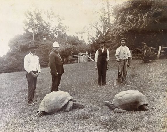 ▲▼190歲陸龜強納森成為最長壽陸生動物及陸龜。（圖／翻攝金氏世界紀錄）