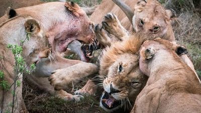 蛋蛋的哀傷！公獅想偷吃幼崽食物　母獅群起攻擊牠「一顆睪丸慘遭切除」