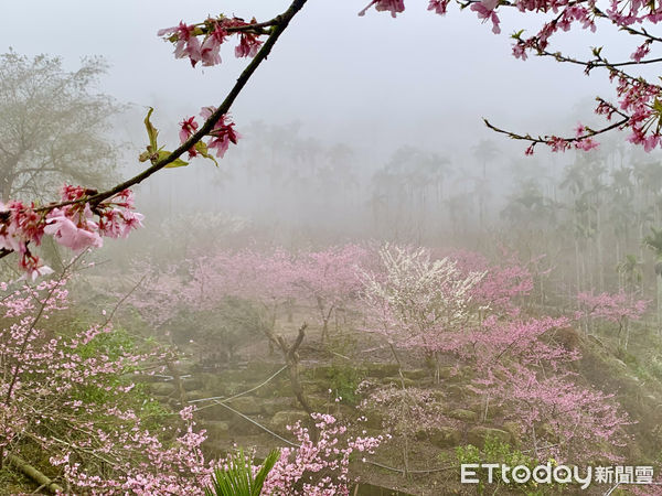 ▲2022雲林草嶺櫻花季將於1月29日正式登場，草嶺石壁賞花正當時，縣府今日於九芎神木召開記者會報告櫻花已經盛開，從現在開始歡迎大家一直到3月6日都可以到草嶺來賞櫻。（圖／記者蔡佩旻攝）