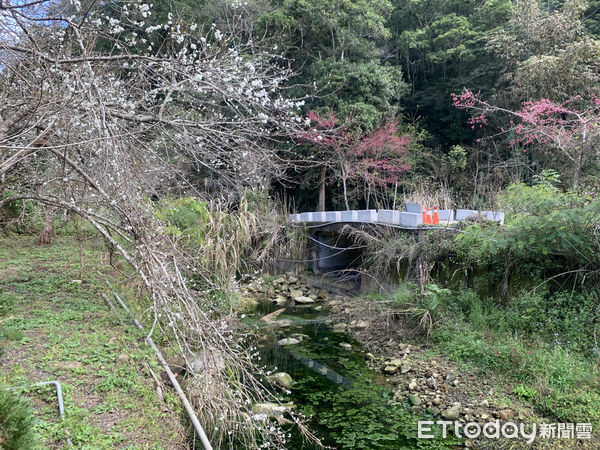 ▲2022雲林草嶺櫻花季將於1月29日正式登場，草嶺石壁賞花正當時，縣府今日於九芎神木召開記者會報告櫻花已經盛開，從現在開始歡迎大家一直到3月6日都可以到草嶺來賞櫻。（圖／記者蔡佩旻攝）