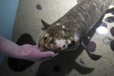 全球最高齡觀賞魚！90歲 「老肺魚」最愛被摸肚肚　同時具有腮和肺