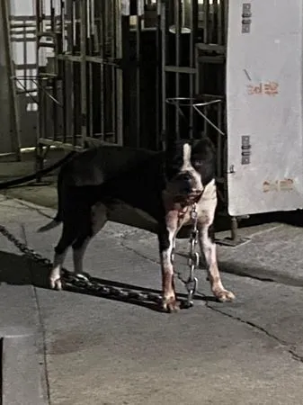 比特犬咬死老土狗，飼主竟回「狗死掉了喔？」（圖／翻攝自Facebook／爆料公社）