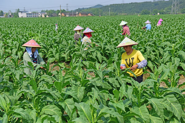 ▲湖南郴州的農民替煙葉剪枝。（圖／CFP）