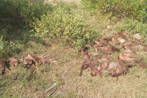 ▲▼印度公路出現24隻猴子屍體。（圖／翻攝自推特／@JayakumarMadala）