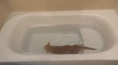 小橘貓得「貓癬」主人備抗菌洗澡水　牠下水竟變選手：確定不是水獺？