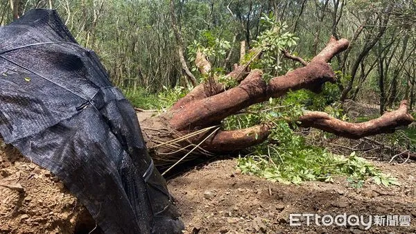 ▲苳佳樹，與本案無關            。（圖／民眾提供，下同）