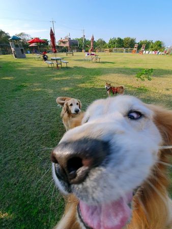 ▲▼黃金獵犬（圖／有點毛毛的／飼主陳俞提供，請勿隨意翻拍，以免侵權，下同。）