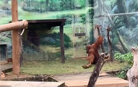 Fw: [新聞] 新竹動物園「猩猩狠摔山羌」直擊　抓狂砸地癱軟！臉書被