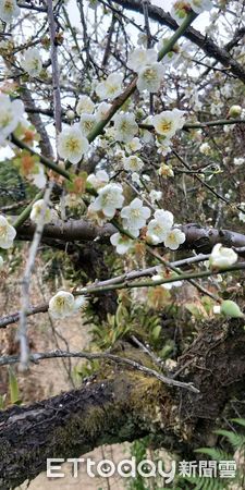 ▲台南楠西區的「嶺梅映雪」花景密境，吸引遊客爭相前往，市長黃偉哲力推民眾前往休閒旅遊。（圖／記者林悅翻攝，下同）