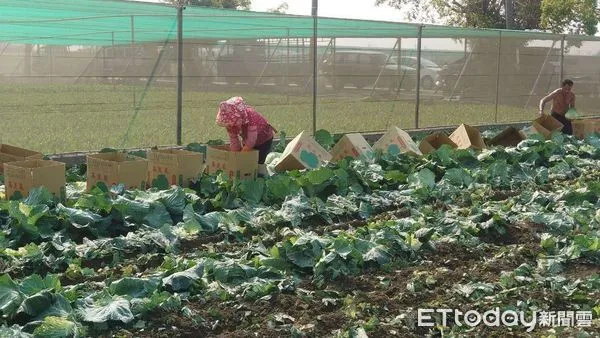 ▲近期因本土疫情影響，市場需求量減弱，且氣候穩定，高麗菜豐產，導致價格下滑。（圖／記者蔡佩旻翻攝）