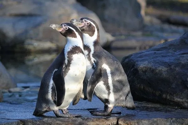 ▲▼洪堡企鵝（Humboldt penguins）又名漢波德企鵝。（圖／免費圖庫pixabay）