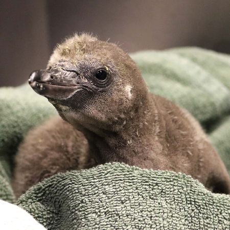 ▲▼同志企鵝孵化的元旦寶寶。（圖／翻攝臉書Rosamond Gifford Zoo）