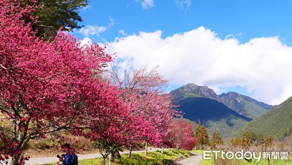 ▲美炸了！武陵農場櫻花盛開，上午湧逾1800人走春。（圖／武陵農場提供）