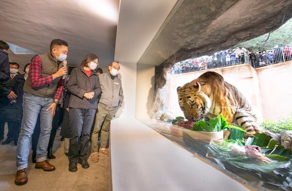 ▲▼蔡英文初二去新竹市立動物園看老虎。（圖／翻攝林智堅臉書）