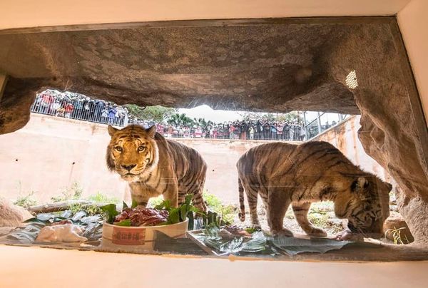 ▲▼蔡英文到新竹市立動物園發放加菜金。（圖／翻攝林智堅臉書）