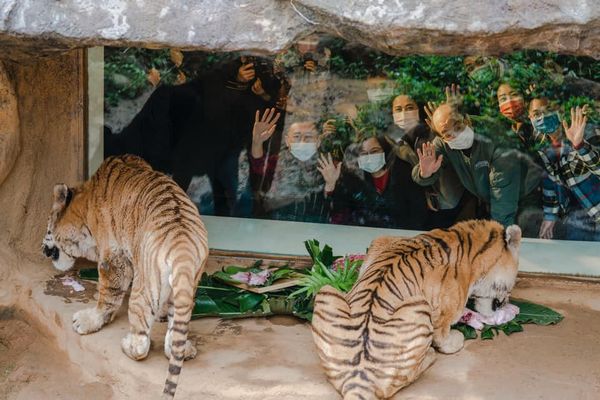 ▲▼蔡英文到新竹市立動物園發放加菜金。（圖／翻攝林智堅臉書）