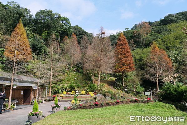 ▲「白石森活休閒農場」除了是一座落羽松秘境，園內也有種植有機草莓。（圖／記者彭懷玉攝）