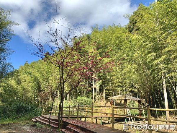 ▲古坑草嶺石櫻花正值盛開，雲林櫻花祭正式起跑，為民眾賞櫻的首選。除了早年栽種的李花、桃花、櫻花，石壁社區居民7年前又在山上種了超過千棵的櫻花、杏花。（圖／記者蔡佩旻攝）