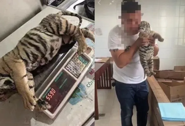 ▲▼虎年上網「賣老虎肉」　河南「唬爛哥」被抓包後糗了。（圖／翻攝微博）