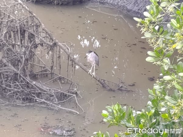 ▲年節走春好所在 新北八里挖子尾自然生態小旅行。（圖／新北市農業局提供）