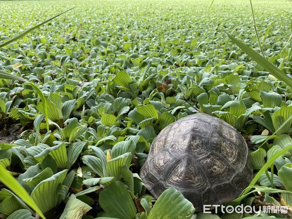 ▲新春出遊遇野生動物 新北動保處籲遵守「三不原則」。（圖／新北市動保處提供）