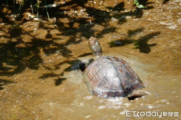 ▲新春出遊遇野生動物 新北動保處籲遵守「三不原則」。（圖／新北市動保處提供）